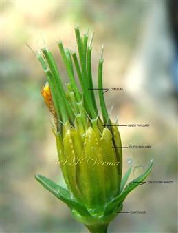  Capitulum with young cypselae